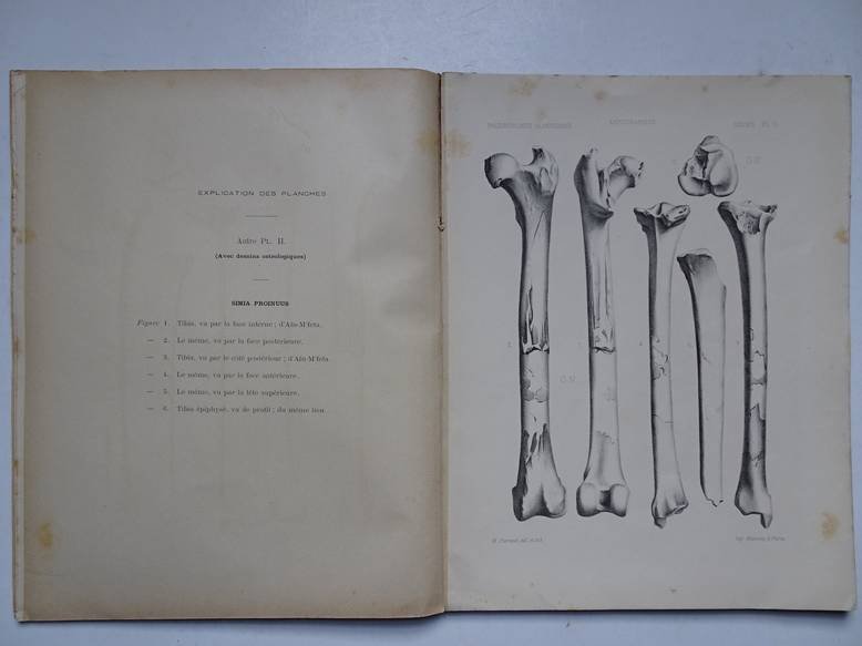 Pomel, A.. - Paléontologie monographies/ singe et homme; carte géologique de l'Algérie.