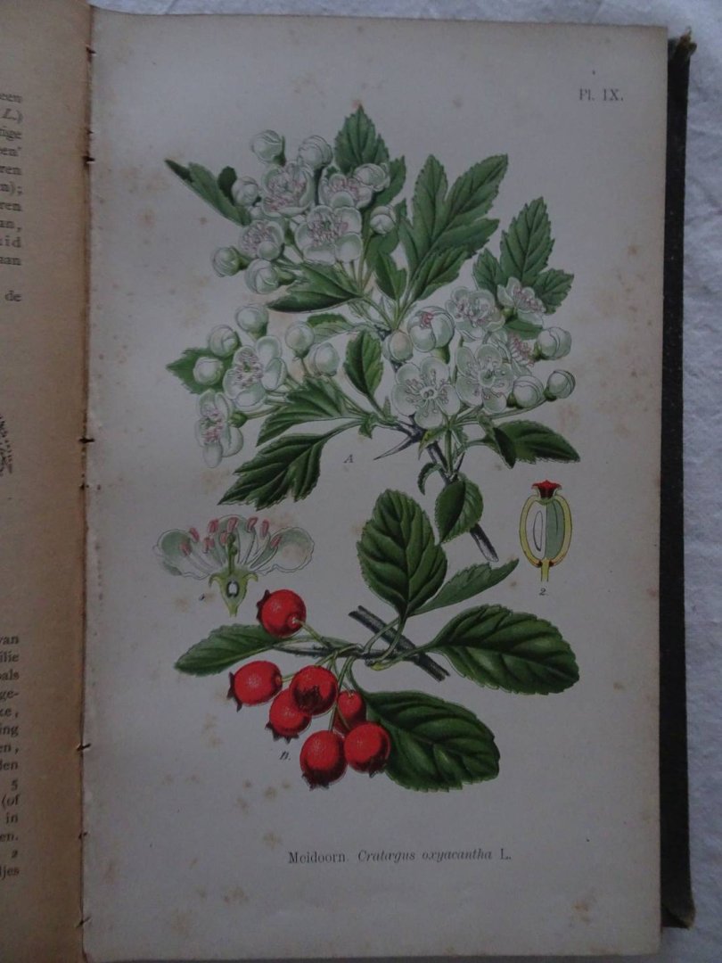 Bos, H. - Leerboek der plantkunde.