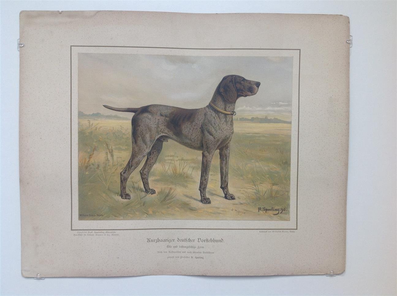 H. Sperling - lithograaf : Wilhelm Greve - (DECORATIEVE PRENT,  LITHO - DECORATIVE PRINT, LITHOGRAPH -) Rashond - Duitse staande hond korthaar /  German Short-Haired Pointing Dog Spotted