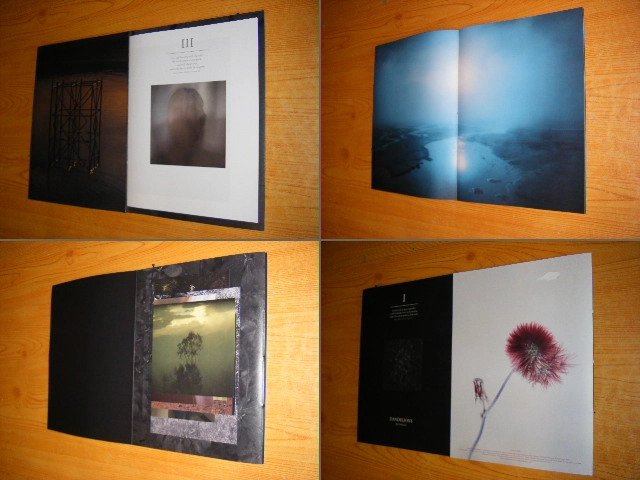 Kaj Venhuizen - Dandelions