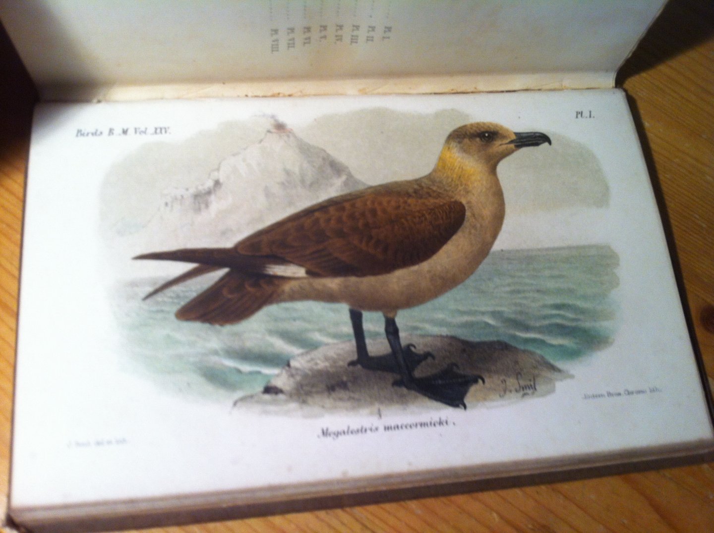 Saunders, Howard & Osbert Salvin - Catalogue of Birds in the British Museum, Vol XXV, Gaviae and Tubinares