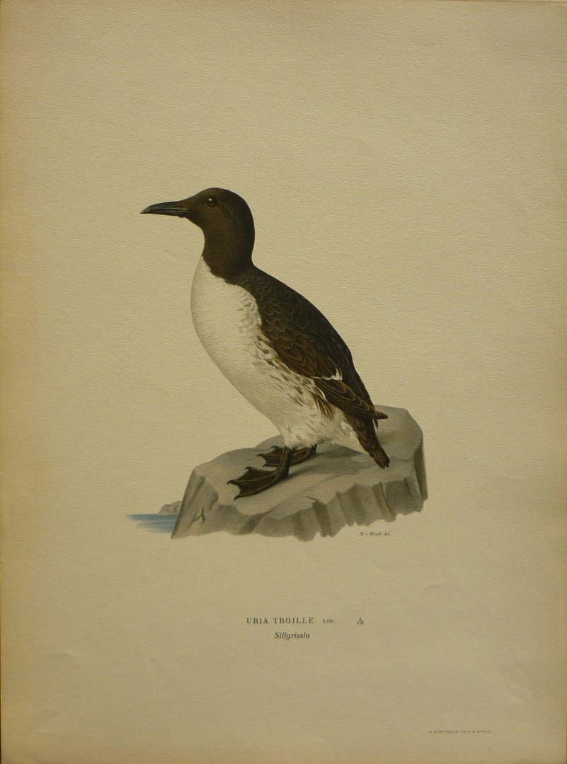 Wright, M. W. und F. von - Uria Troille Lin. Originele litho uit Svenska fåglar