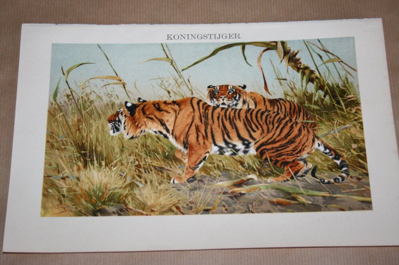  - Antieke kleuren lithografie - Tijger  - circa 1905