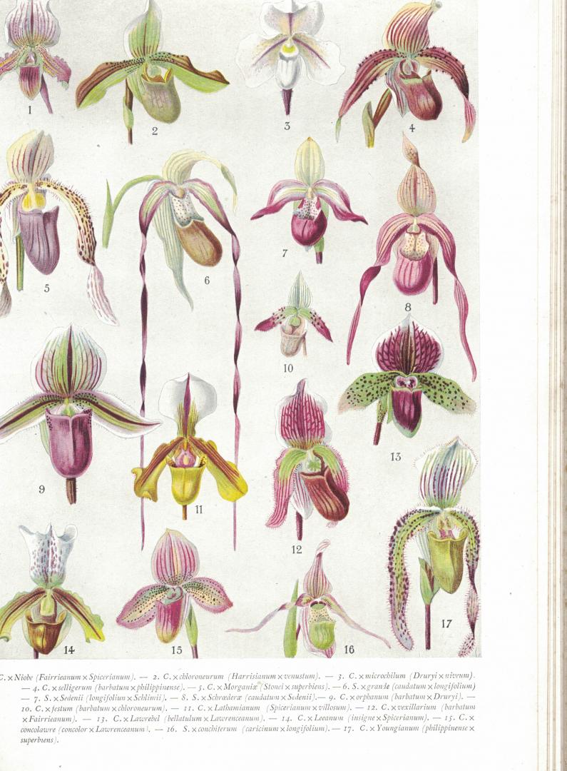 Costantin Julien ( Professeur a l`Ecole Nationale d`Horticulture de Versailles - Atlas des orchidées cultivées contenant environ 1000 figures en couleurs etc.