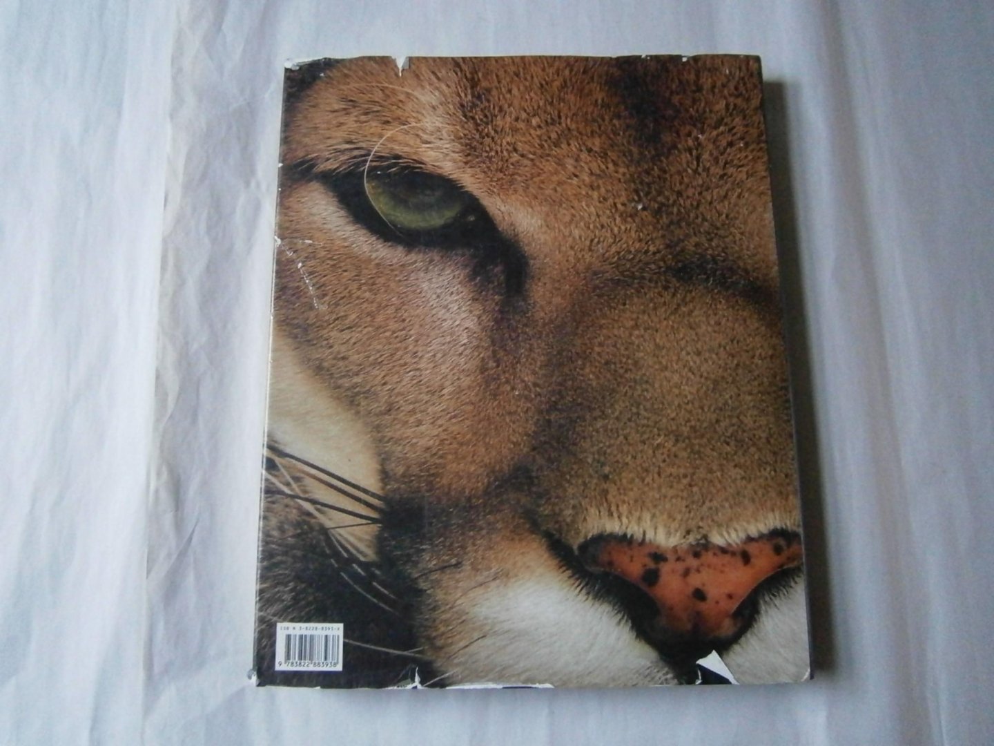 Lanting, Frans, Christine Eckstrom - Oog in oog