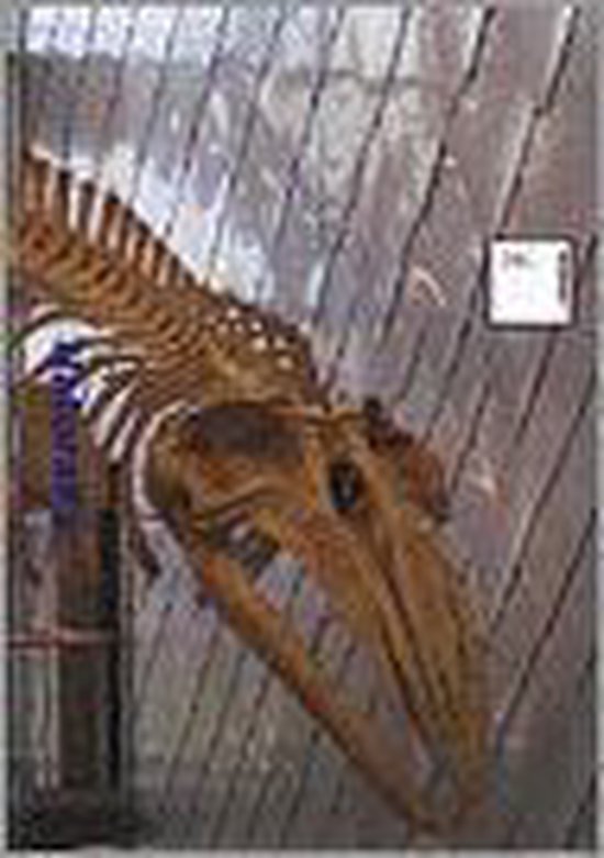 P.E. Spijkerman - Naturalis