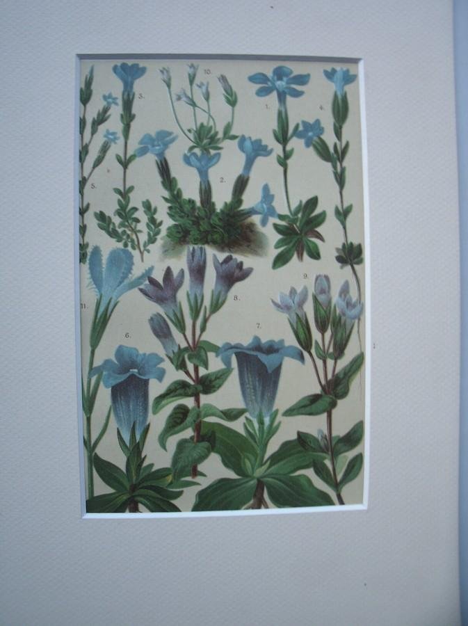 antique print (prent) - Alpenblumen. Alpine flowers. Alpenbloemen.