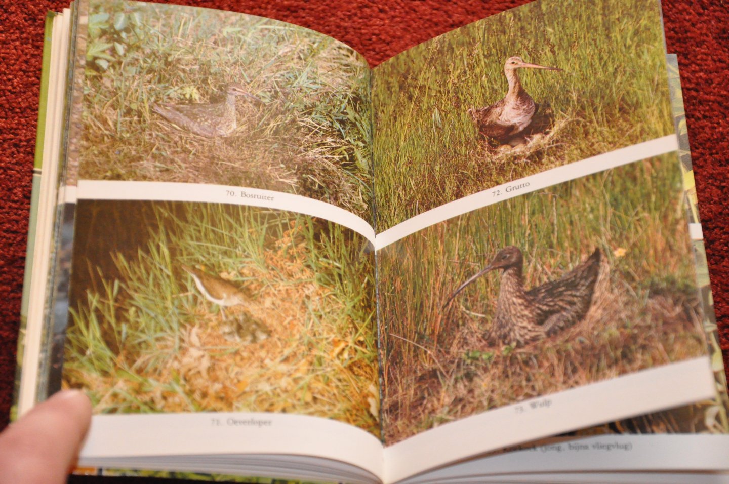 Reade, Winwood / Hosking Erik - Broedende vogels. Hun nesten, eieren en jongen