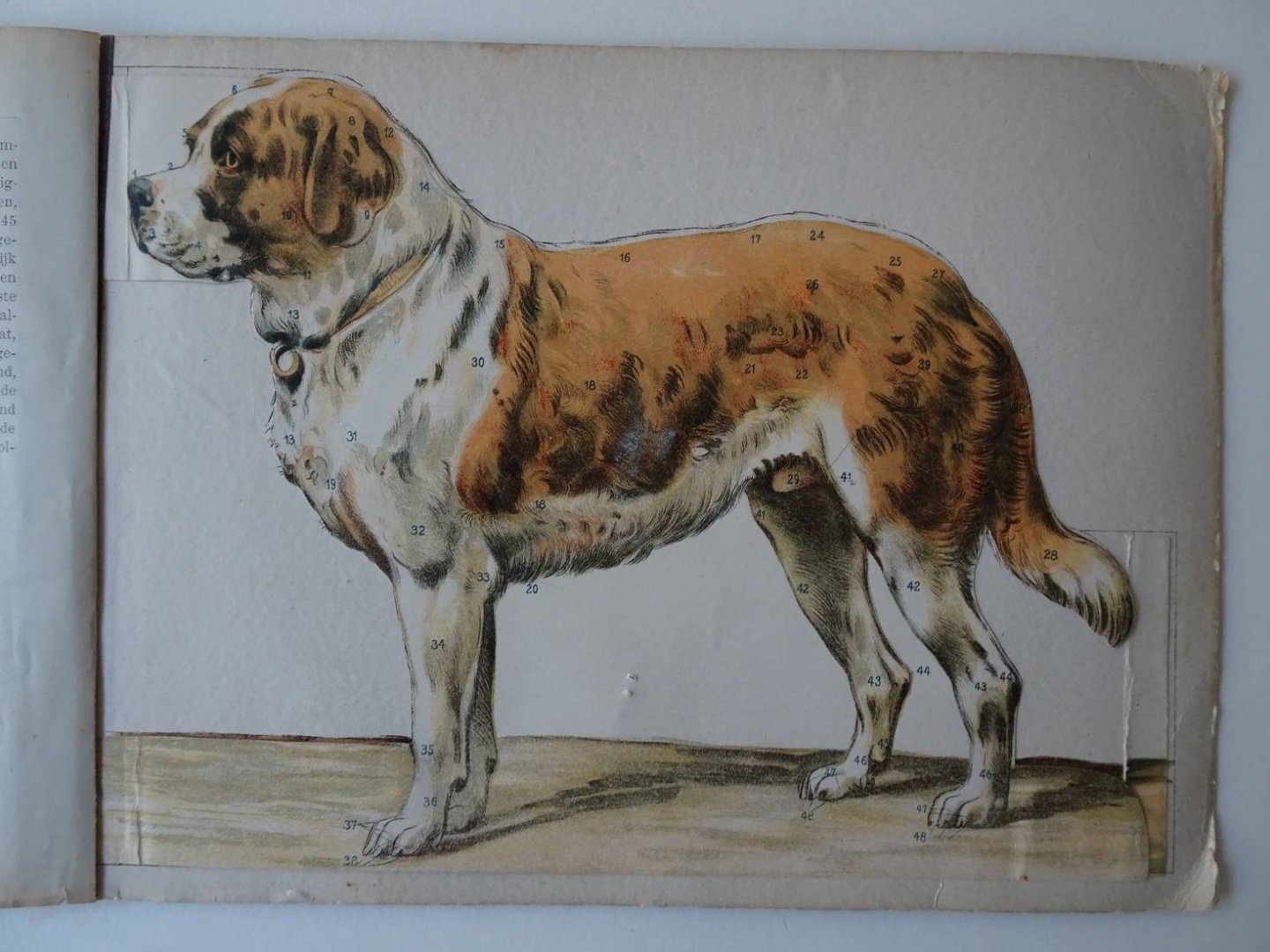 Stüven, W.S.. - De hond, zijn lichaamsbouw en zijne inwendige organen. Aanschouwelijk voorgesteld door 5 gekleurde, beweegbare platen en verklarenden tekst, voor fokkers en liefhebbers van honden.