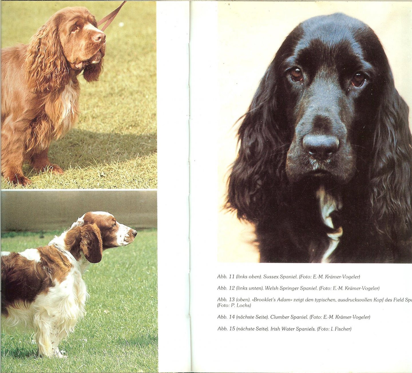 Middelhaufe  Sabine - Das Buch vom Cocker. Alles über den Cocker Spaniel