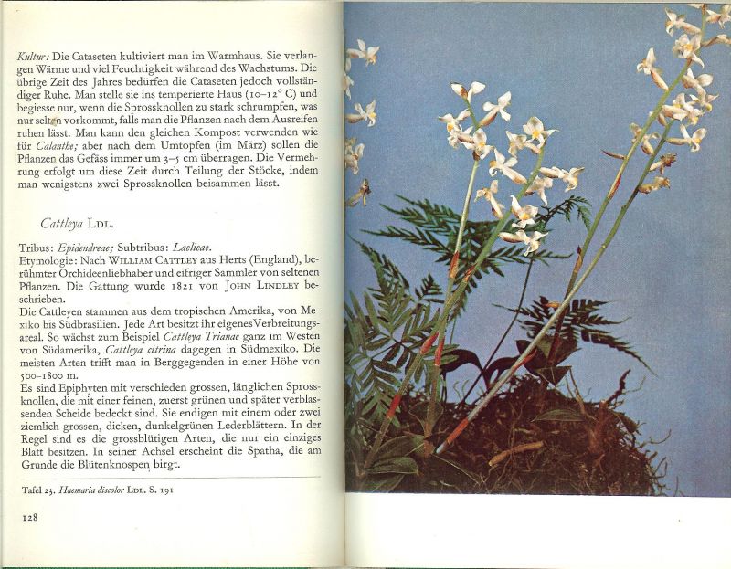Zimmermann,A. & R.Dougoud .Mit 57 abbildungen davon 38 in farben 18 federzeichnungen - Tropische Orchideen.