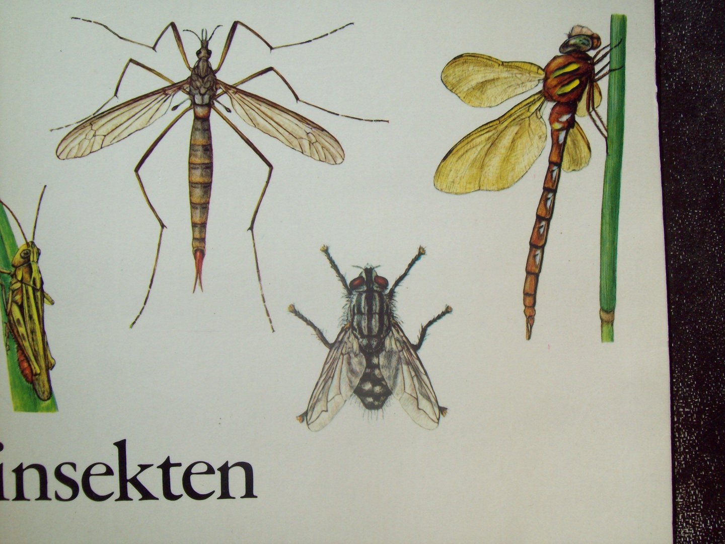 G. den Hoed - Informatie in woord en beeld over Insekten.