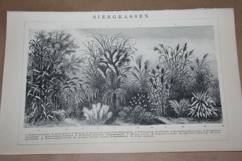  - 3 oude prenten - Grassen en siergrassen - circa 1900