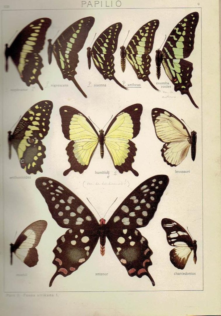 SEITZ, Adalbert - Les Macrolépidoptères du Globe [...]  - IVe Partie - Les Macrolépidoptères de la Faune Éthiopienne - Tome XIII - Diurnes Éthiopiens - Texte + Planches.