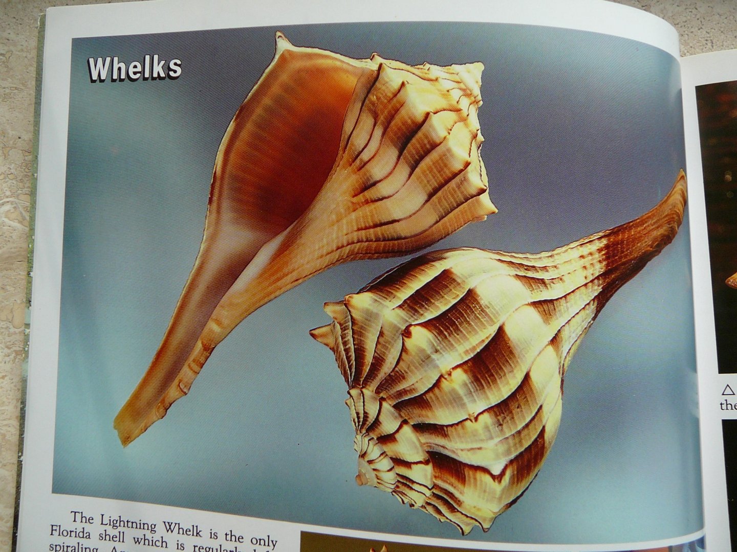 Williams, Winston - Florida's Fabulous Seashells / And Other Seashore Life