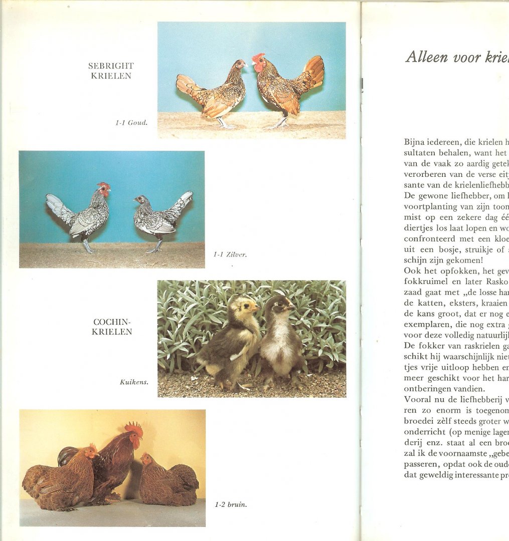 Mark R.R.P. van der ..  Omslagontwerp  H. Korner - Krielkippen ..  echte showvogels  ..  en de huisapotheek   van de krielliefhebber