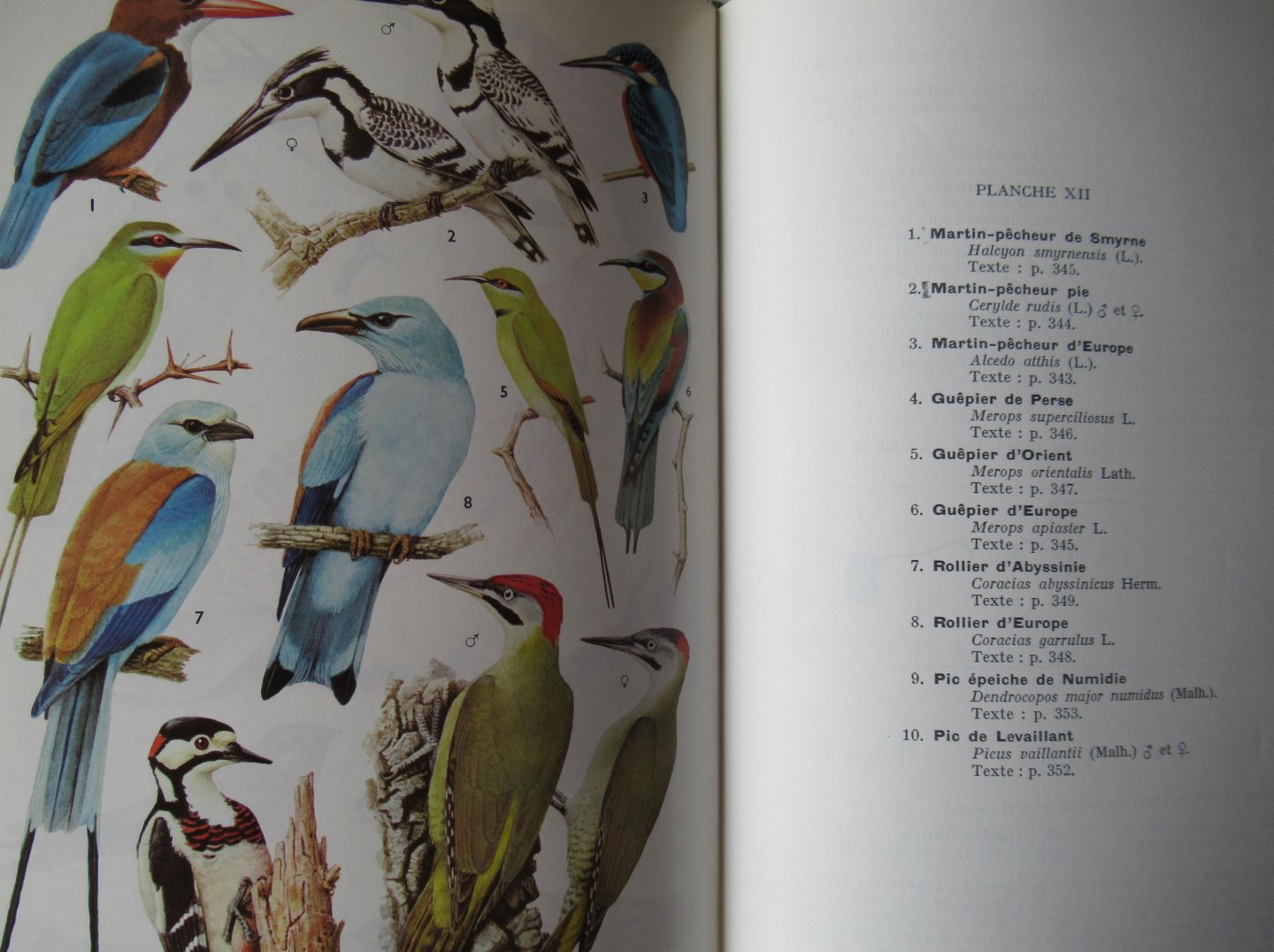 R.D. Etchécopar - F. Huë - Les Oiseaux du Nord de l' Afrique de la Mer Rouge aux Canaries