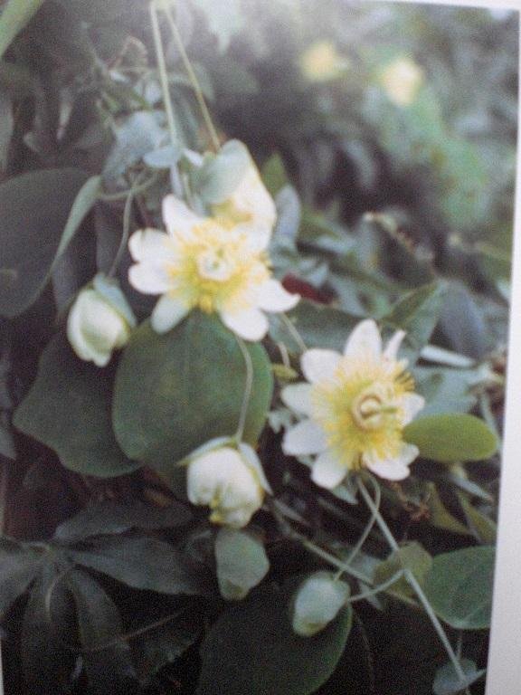 Vanderplank, John - Passiebloemen