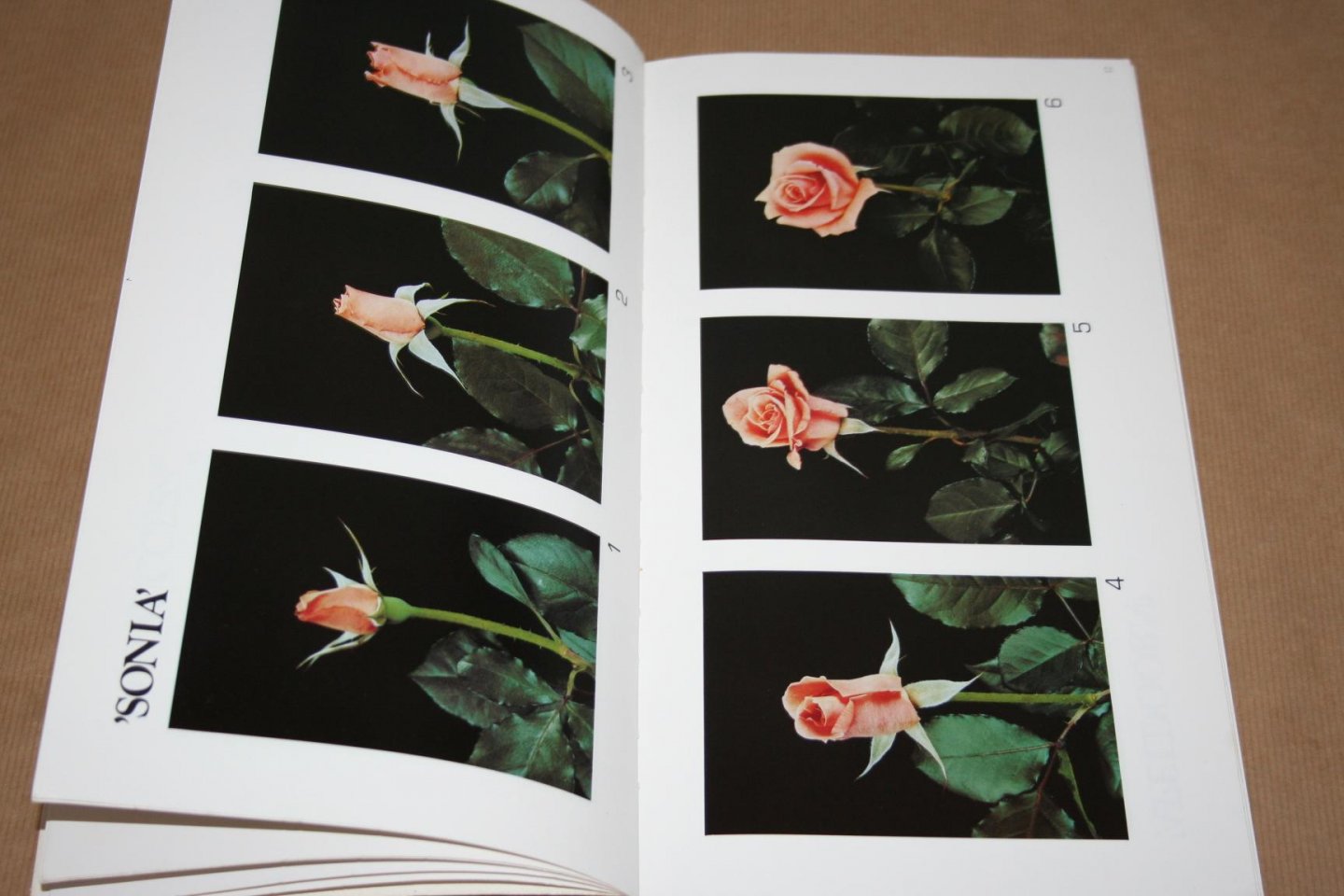  - Catalogus  Holland Flower   (Rozen, tulpen enz.)