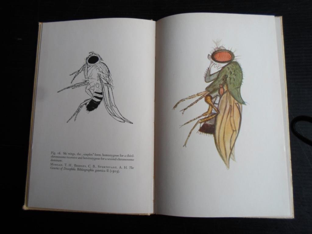 Löhuis, Marie P. Voorwoord - Metamorphosen, Nagelaten tekeningen van Dr.Marianne van Herwerden