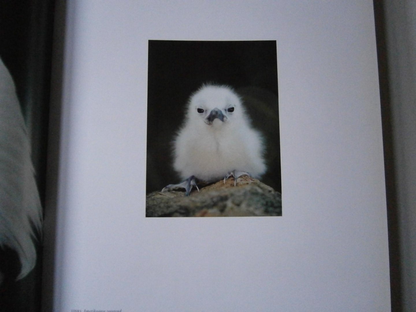 Lanting, Frans, Christine Eckstrom - Oog in oog