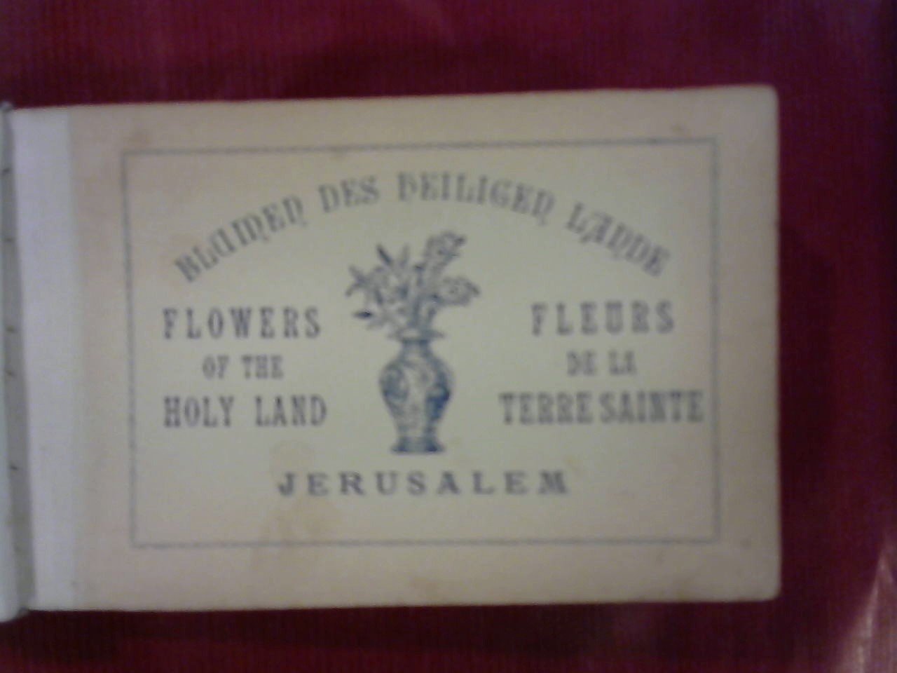  - Jerusalem. Blumen des Heiligen Lande, Flowers of the Holy Land, Fleurs de la Terre Sainte