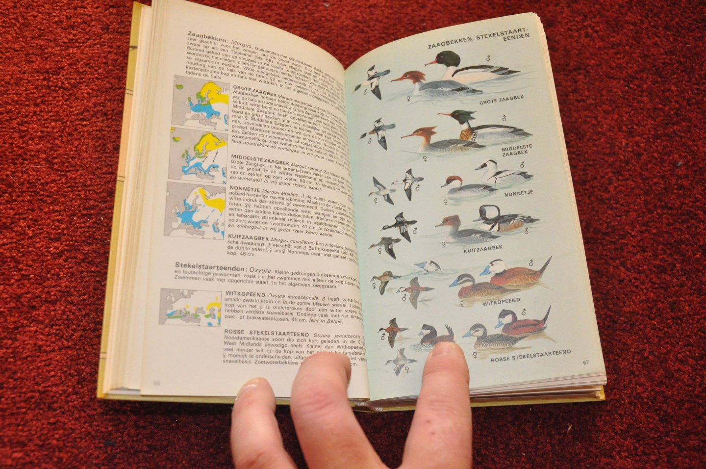 Heinzel, H. / Fitter, R.S.R. / Parslow, J.F. - De Europese vogels in kleur. Gids voor alle vogels van Europa, Noord-Afrika en het Midden-Oosten