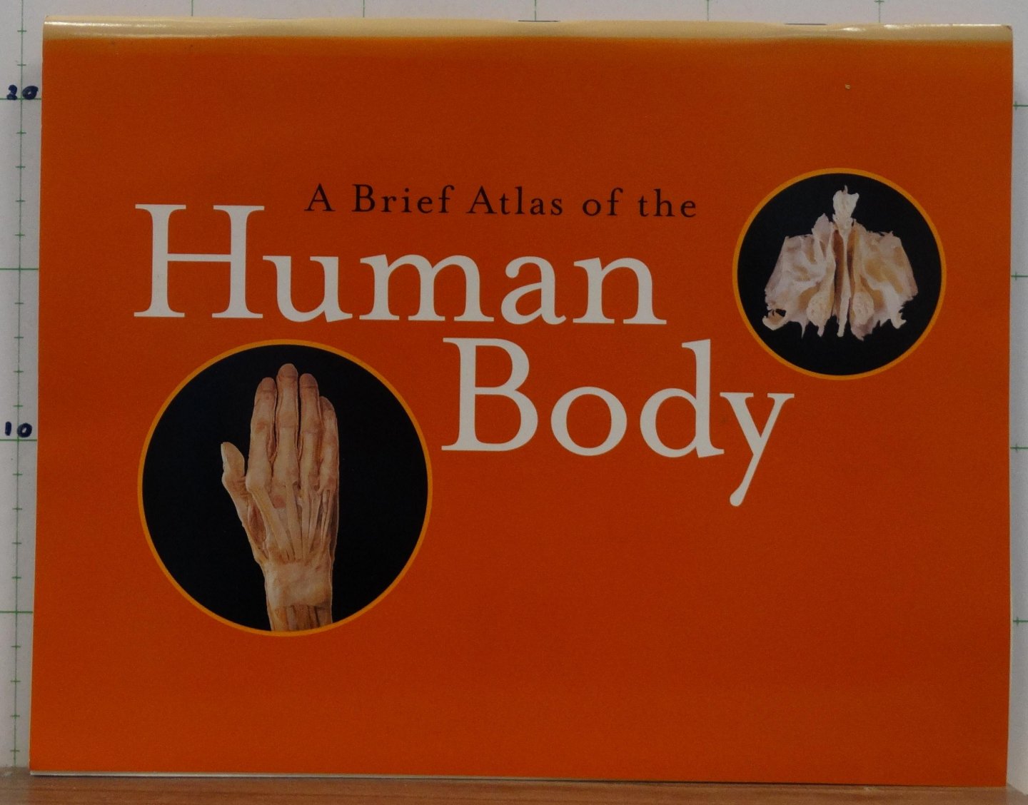 Hutchinson, Matt - Mallatt, Jon - Marieb, Elaine N. - Hutchings, Ralph T. (foto's) - a brief atlas of the Human Body