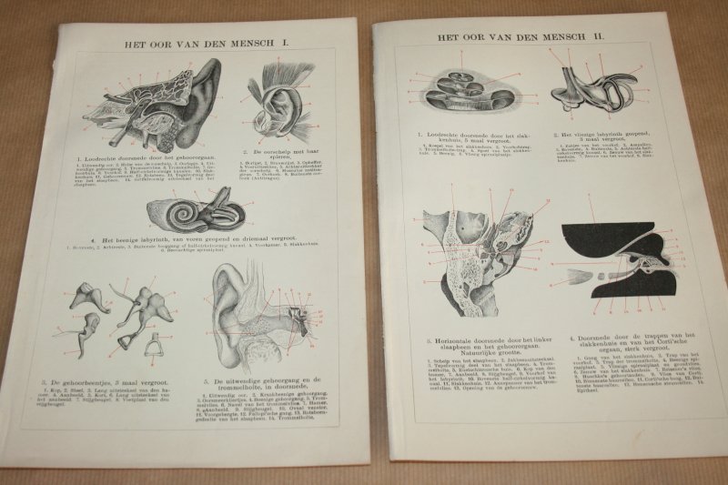  - 2 oude anatomische prenten - Oor van de mens - circa 1900