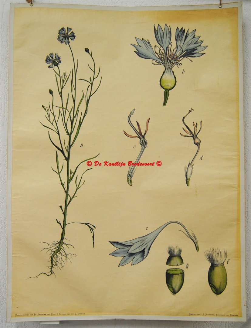 Von Engleder und Prof J. Eichler, gez. von C. Dietricj Botanical / wall chart / Schoolplaat / School Poster / School chart / Teaching chart, poster / schoolkaart - ( SCHOOLPLAAT ) Centaurea cyanus.,Cornflower., Korenbloem