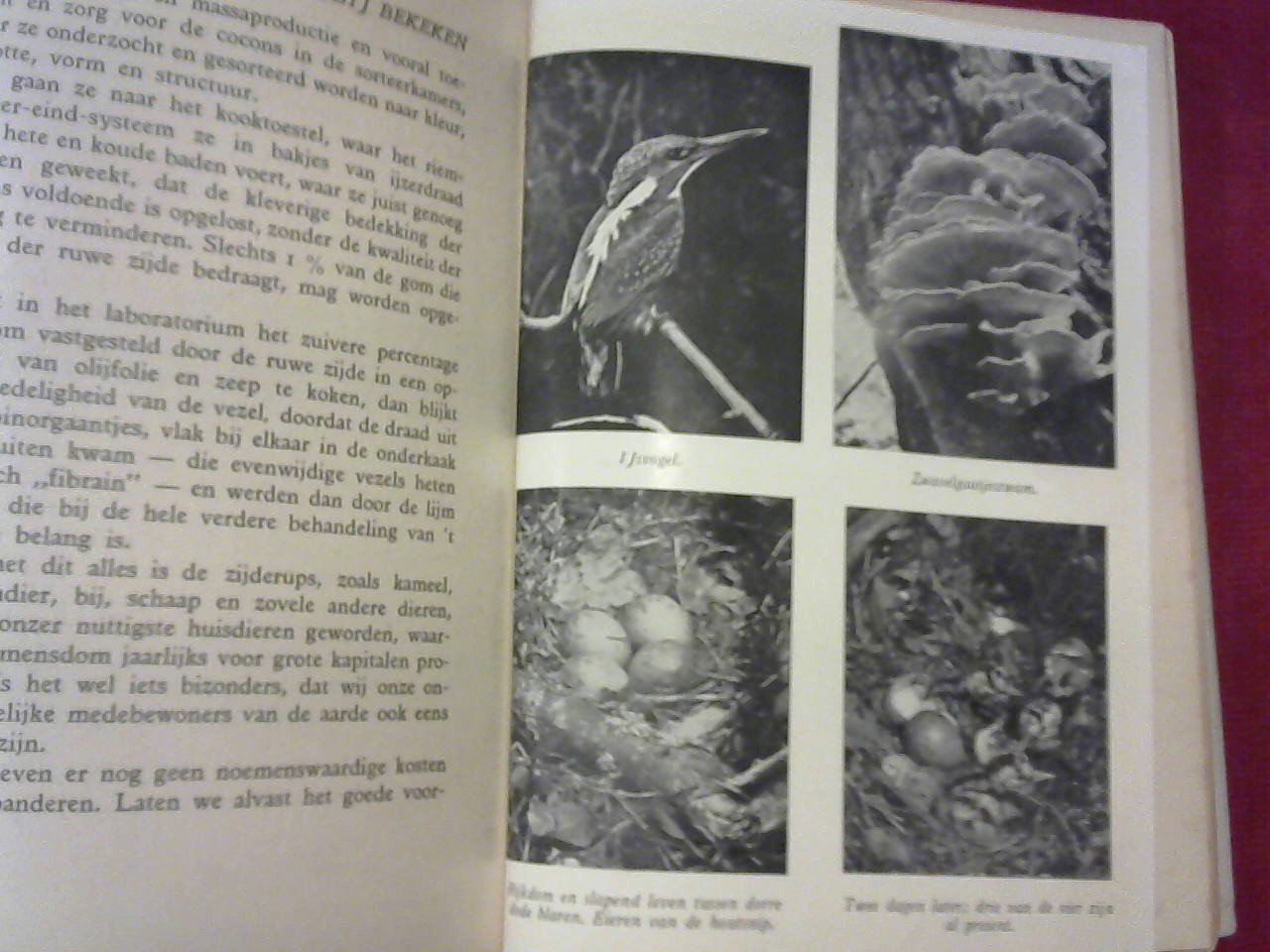 Vriends Jan - Dier en plant van dichtbij bekeken, met circa 100 foto-illustraties