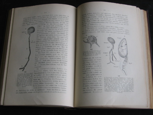Behrens, W. & A.Kossel &  P.Schieffendecker - Die Gewebe des Menschliches Korpers, Zweiter Band Gewebelehre mit besonderer Berücksichtigung des Menschliches Korpers mit 214 Text-Abbildungen