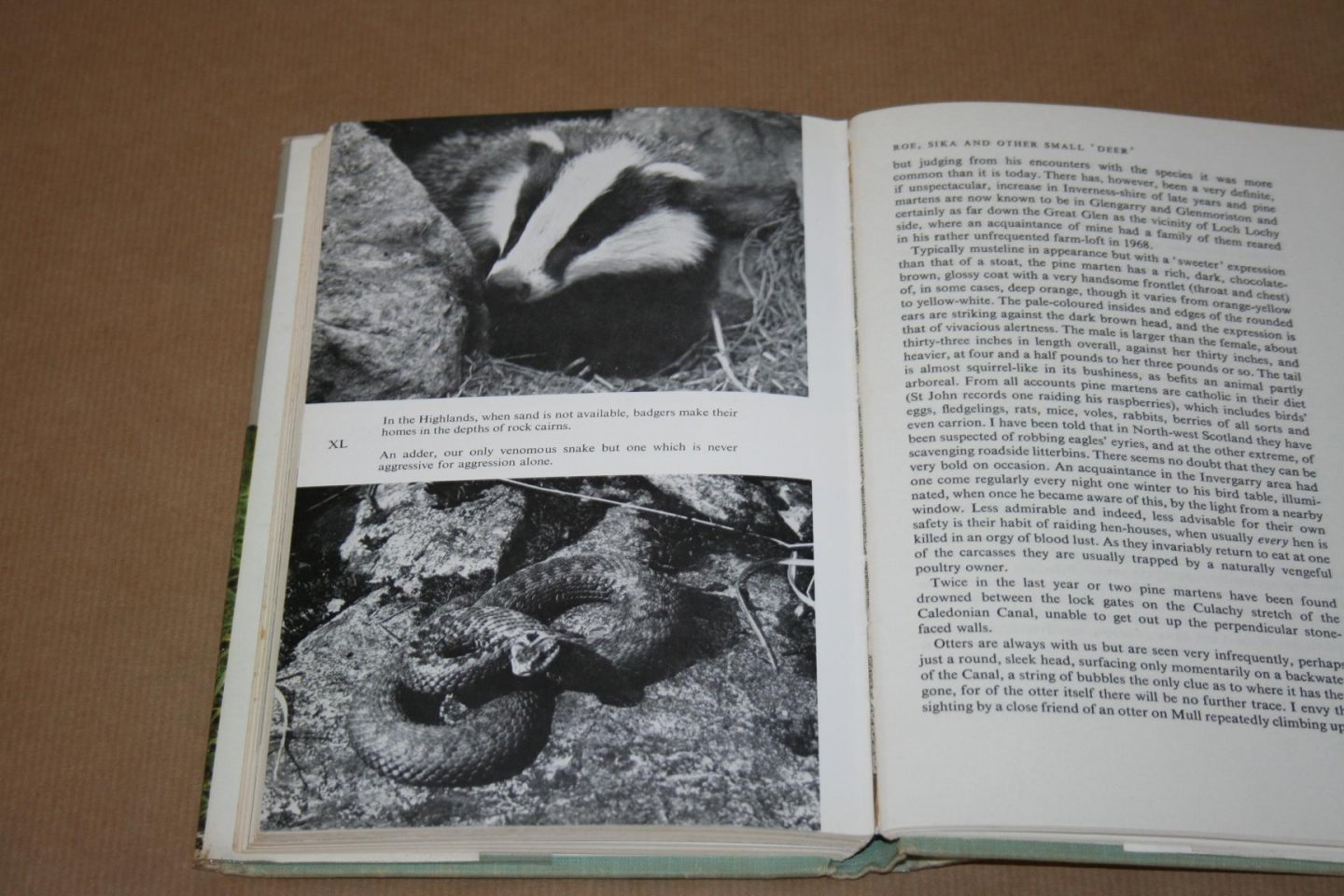 Lea MacNally - Highland Deer Forest