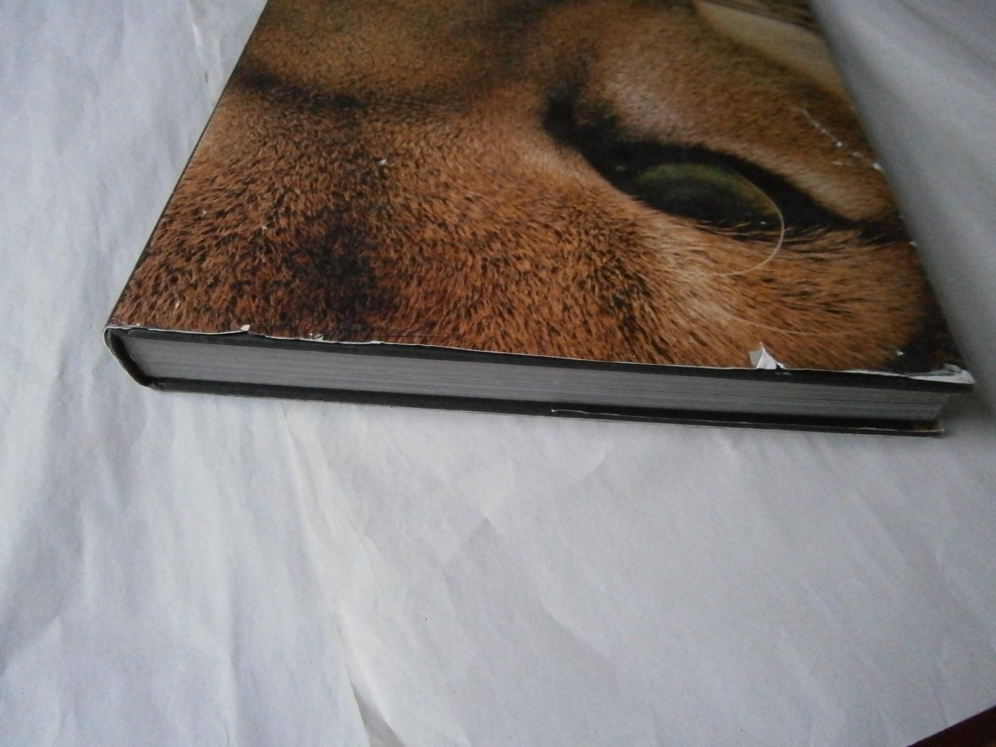 Lanting, Frans, Christine Eckstrom - Oog in oog