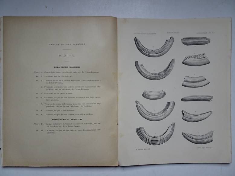 Pomel, A.. - Paléontologie monographies/ les hippopotames; carte géologique de l'Algérie.