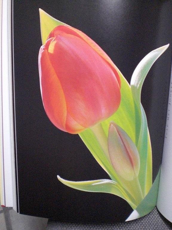 Hans van der Sloot - Tulp 400 jaar / druk 1