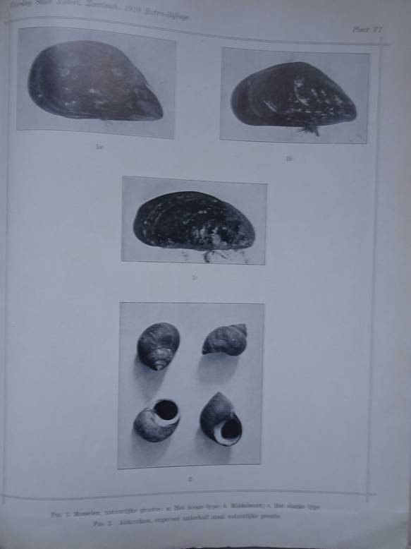 Hoek, P.P.C.. - Verslag van den staat der Nederlandsche zeevisscherijen over 1910. Extra bijlage: rapport over schelpdierenvisscherij en schelpdierenteelt in de Noordelijke Zuiderzee.