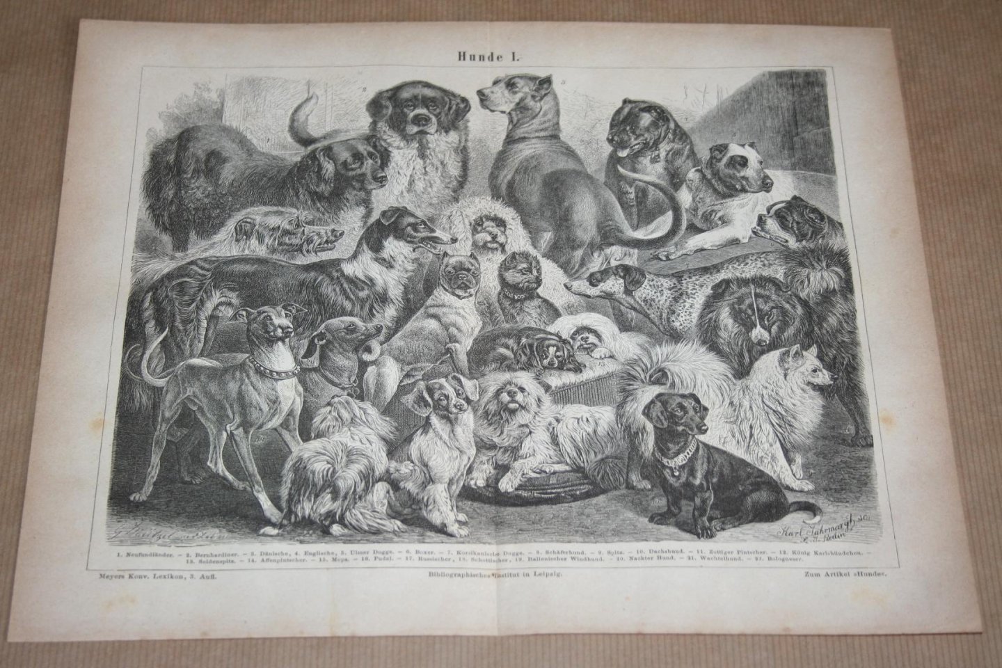  - Antieke prent - Diverse soorten honden - Circa 1875