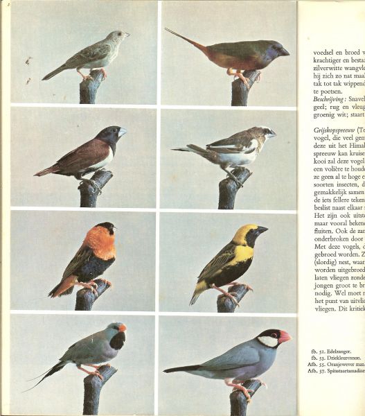 Houtenbos, S. J. en J. P. A. Wilhelm .. Boekverzorging : E. Wijnans - Ik kan vogels houden  .. Met 77 tekeningen tussen tekst,47 illustraties naar foto`s en 24 gekleurde illustraties naar kleurenfoto`s.