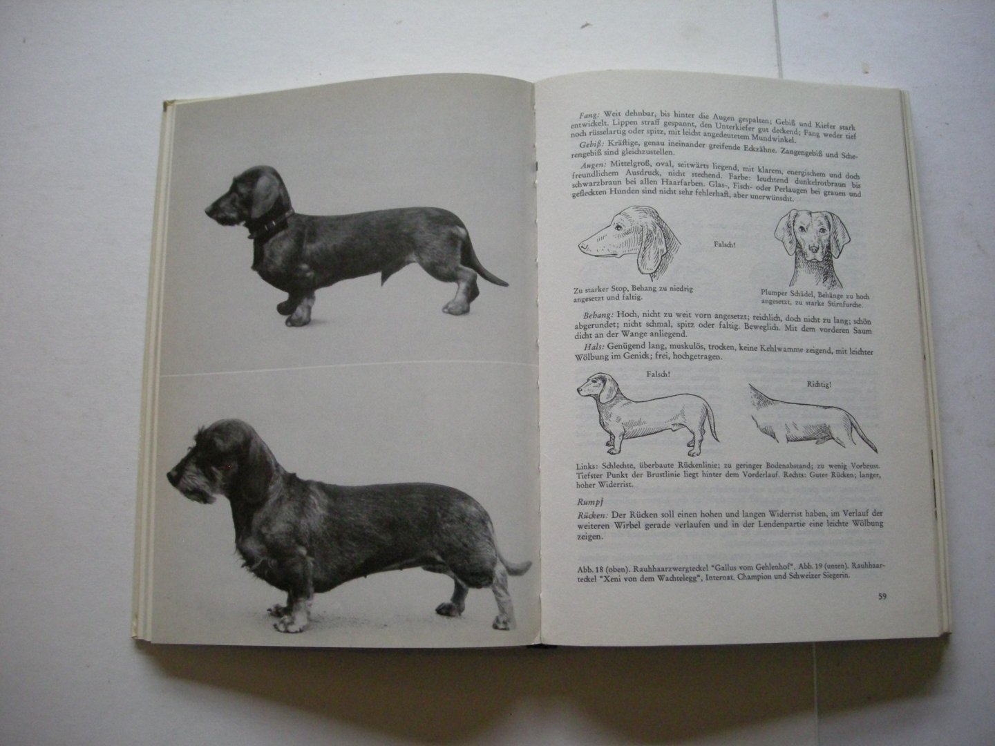 Schneider-Leyer,Dr. Erich - Mein Freund der Dachshund, Eine Rassenmonographie des Teckels mit einer Beschreibung der Dachsbracken.