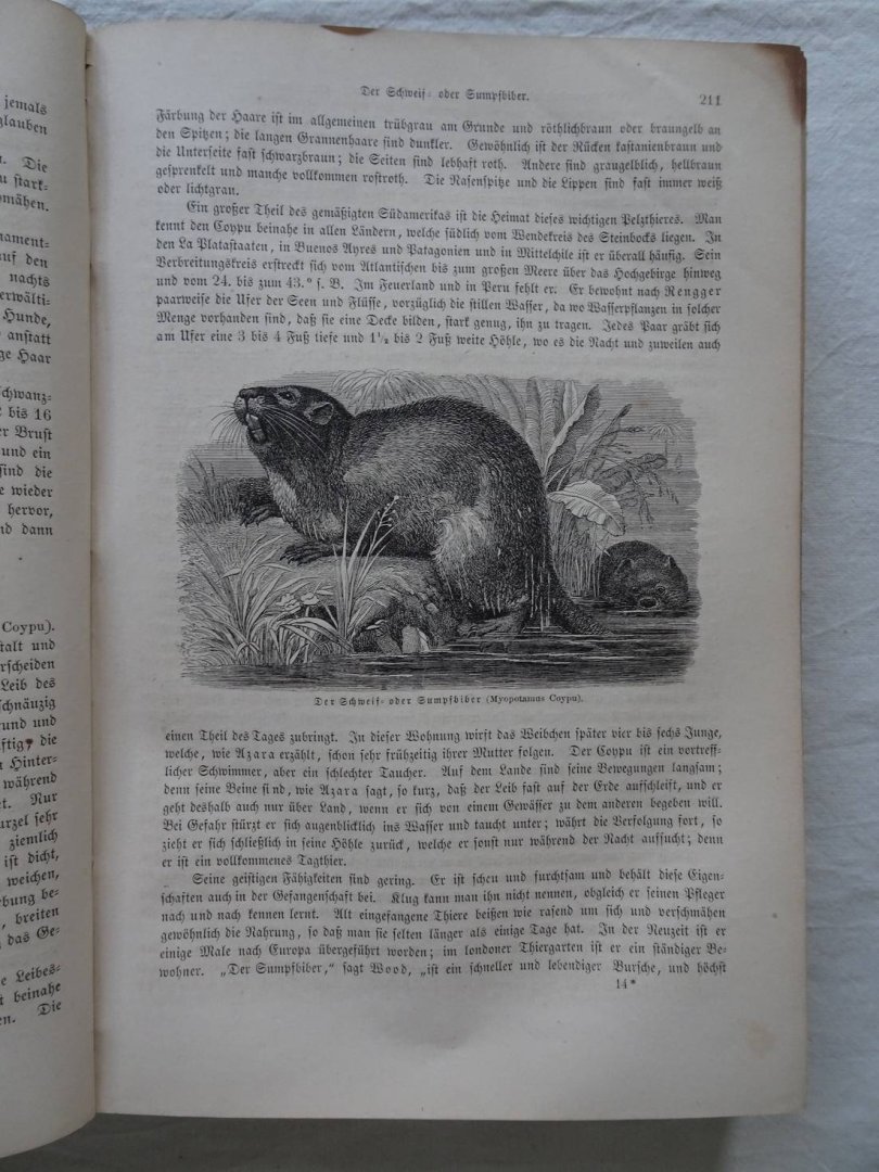 Brehm, A.F.. - Brehms Thierleben. Allgemeine Kunde des Thierreichs. Mit Abbildungen, ausgeführt unter Leitung von R. Kretschmer. Zweiter Band.