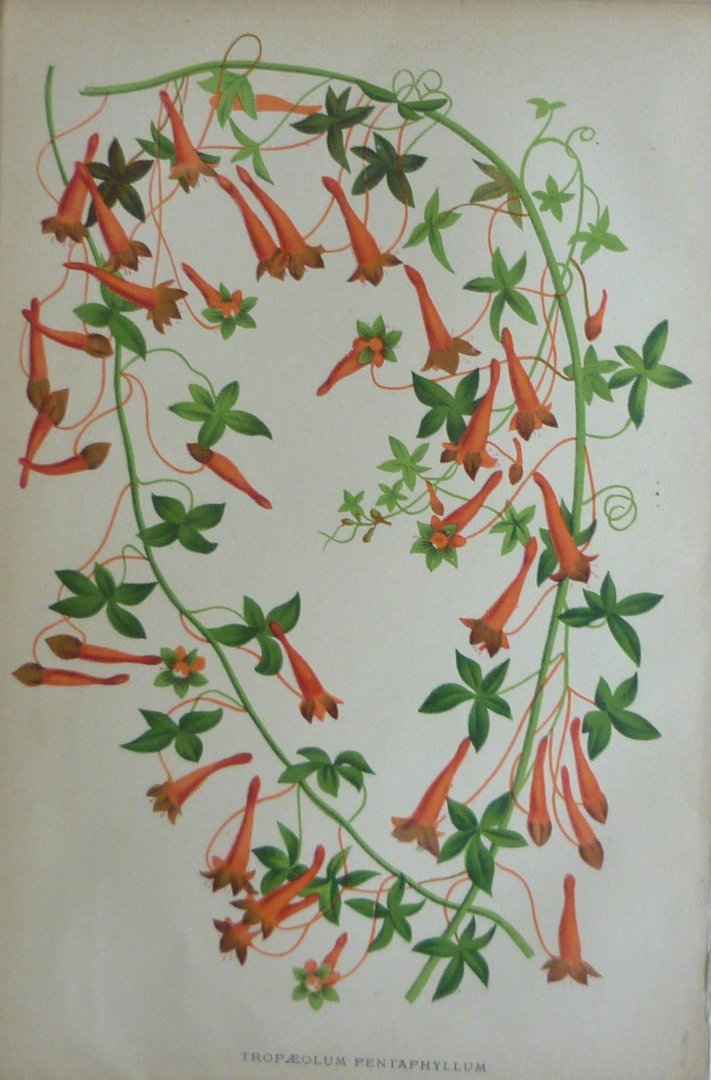Pannemaeker, P. de - Originele chromolitho  Tropaeolum pentaphyllum