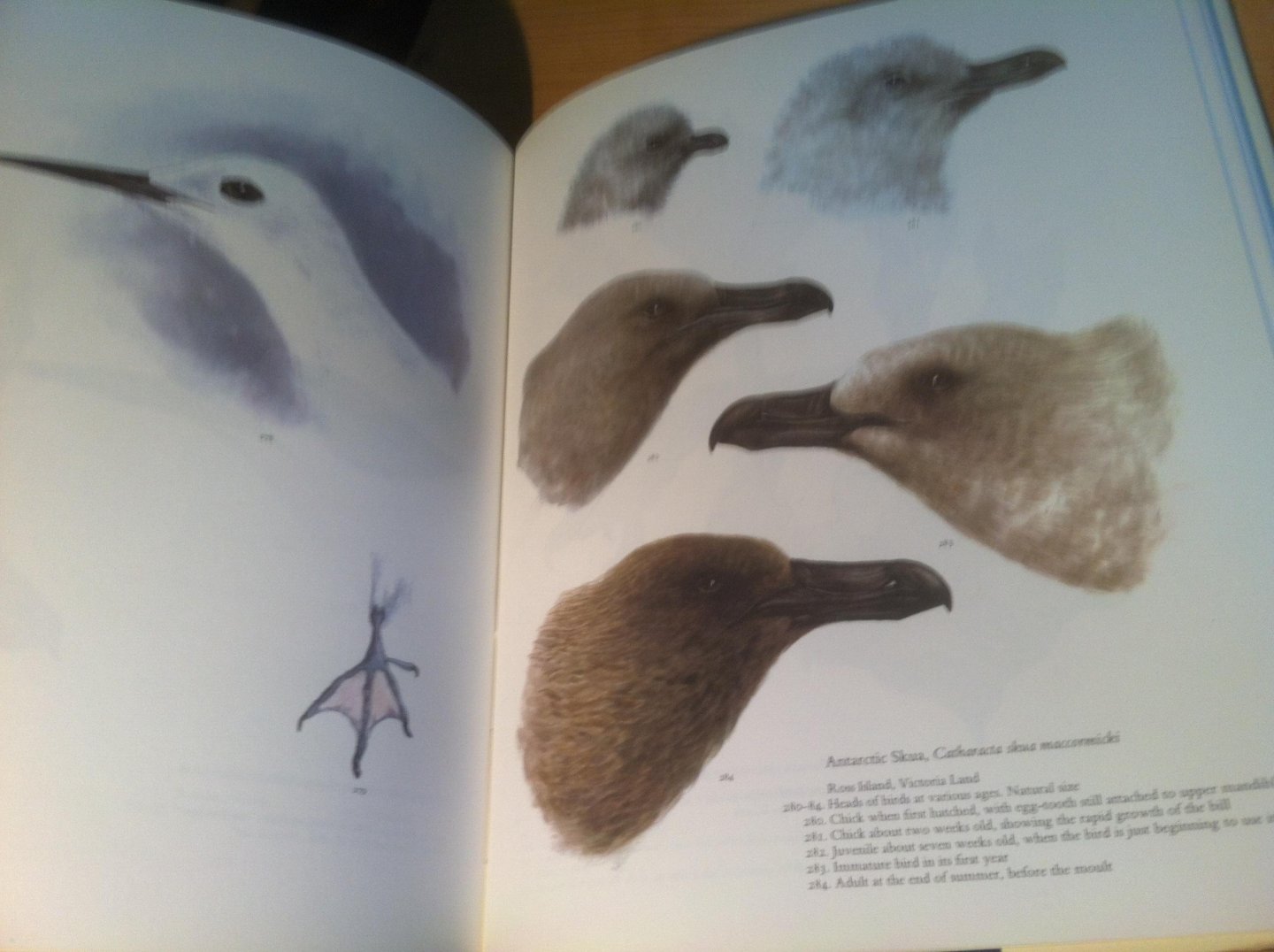 Wilson, Edward & Brian Roberts (ed) - Birds of the Antarctic