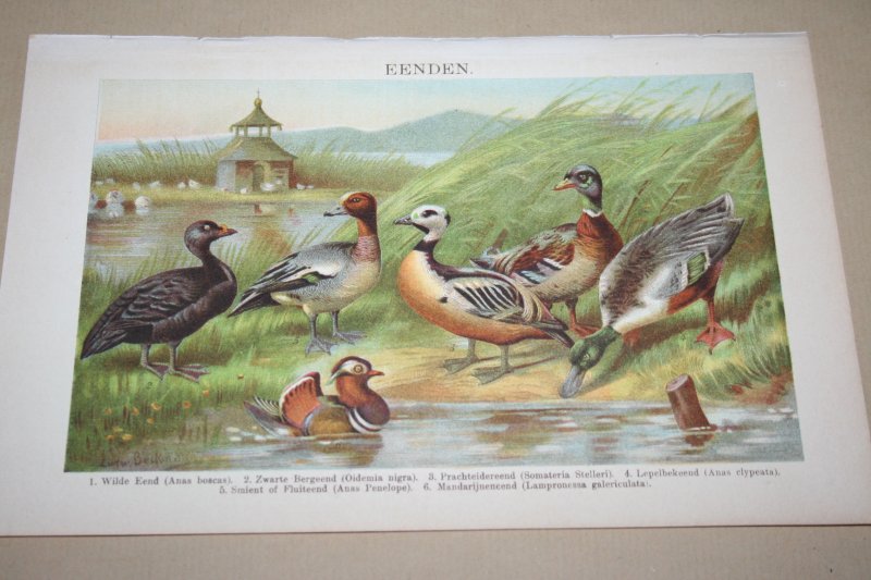  - Antieke kleuren lithografie - Eenden - circa 1905