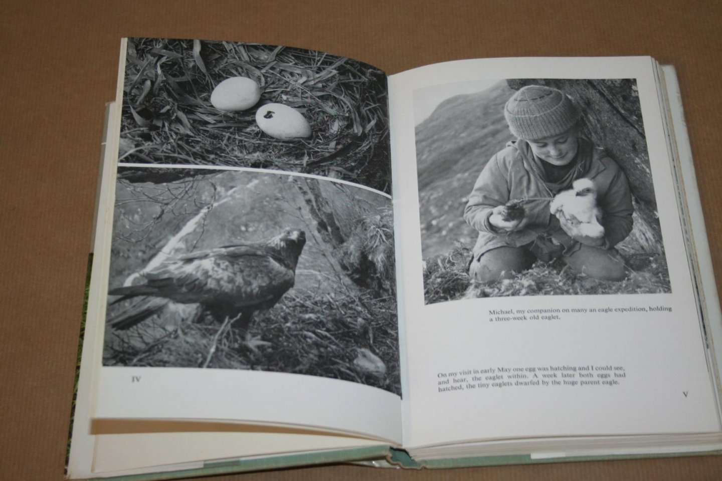 Lea MacNally - Highland Deer Forest