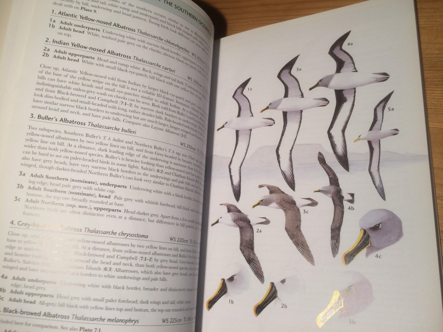 Onley, Derek & Paul Scofield - Albatrosses, Petrels and Shearwaters of the World