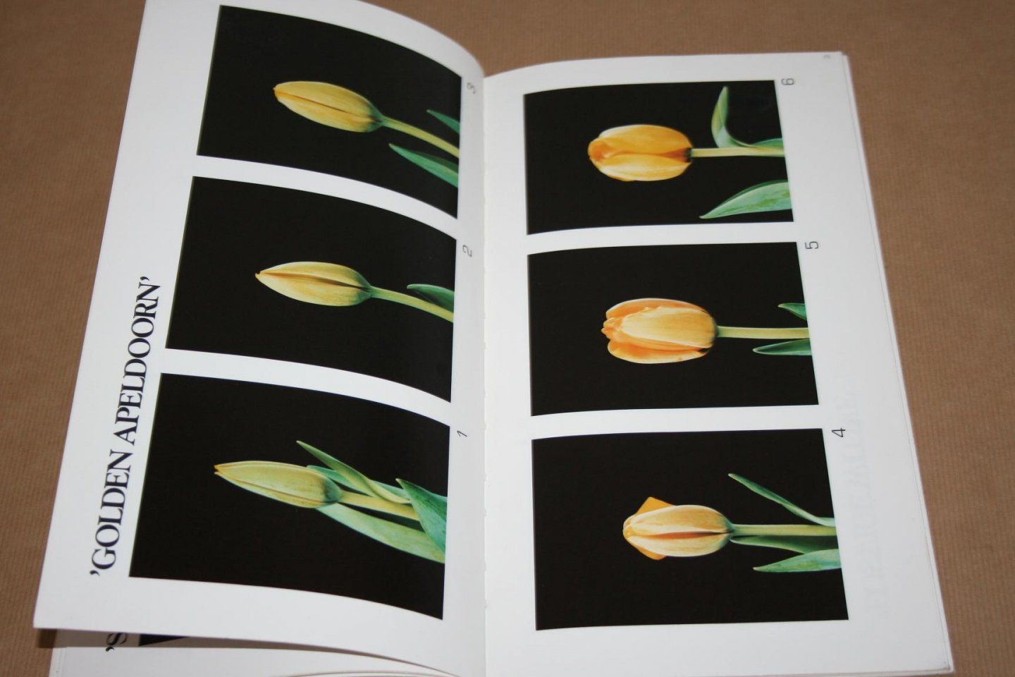  - Catalogus  Holland Flower   (Rozen, tulpen enz.)