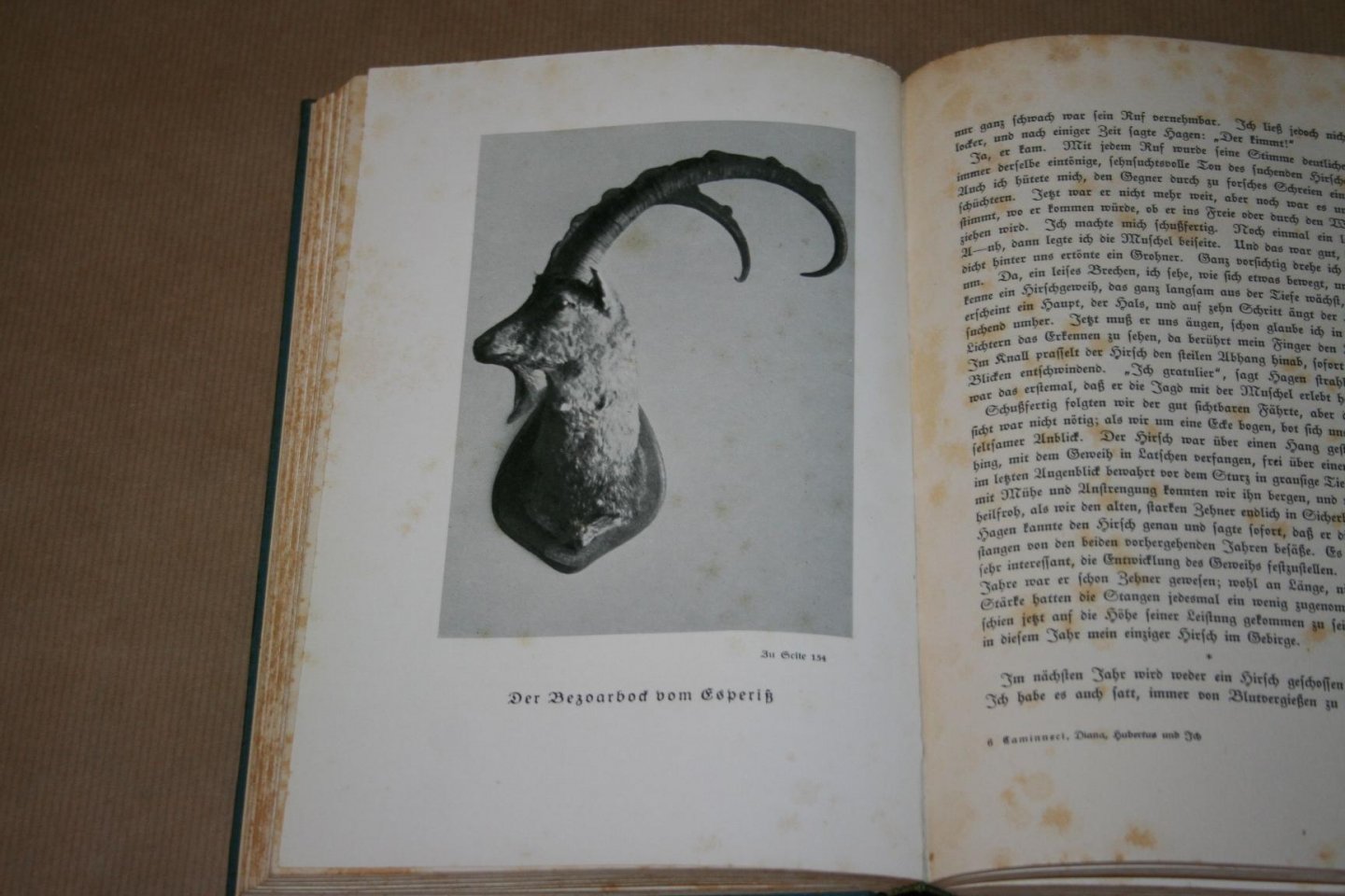 D. Caminneci - Diana, Hubertus und Ich