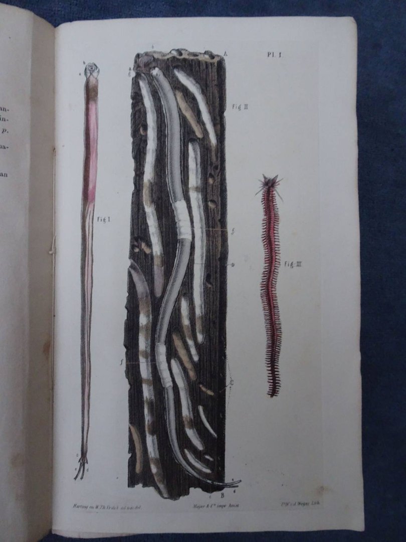 Natuurkundige Afdeeling der Koninklijke Akademie van Wetenschappen. - Verslag over den Paalworm.