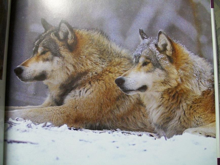 Daniel Wood - Wolven